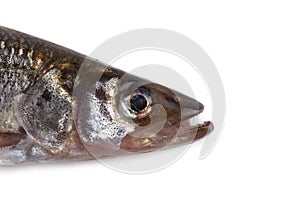 Smelt fish isolated on white. Big Pacific smelt - Osmerus mordax