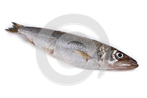 Smelt fish isolated on white. Big Pacific smelt - Osmerus mordax