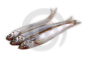 Smelt fish isolated on white. Pacific smelt variety