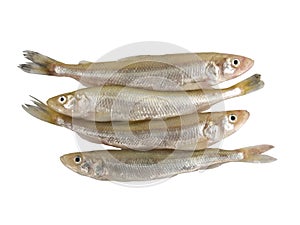 Smelt Fish (Osmerus Eperlanus) photo