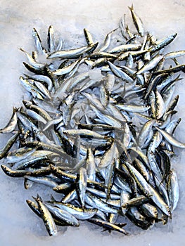 Smelt fish pile