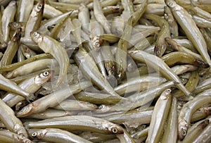 Smelt fresh fish photo