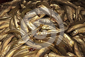 Smelt. Fresh smelt in the market on ice.