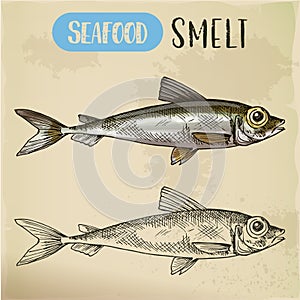 Smelt or freshwater fish side view sketch