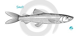 Smelt hand-drawn illustration photo