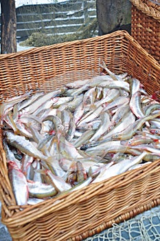 Smelt in a wicker basket