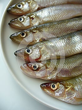 Smelts