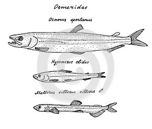Smelts. Black hand drawn realistic outline vector image.