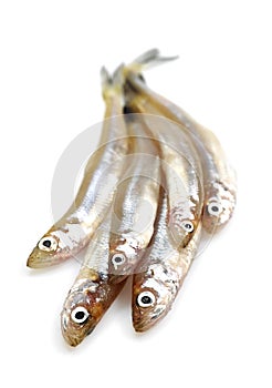 Smelts, osmerus eperlanus, Fresh Fishes against White background