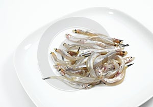Smelts, osmerus eperlanus, Fresh Fishes against White background photo