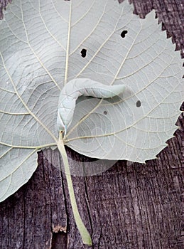 Smerinthus caecus caterpillar crawling on leaf