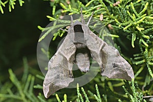 Smerinthus ocellatus