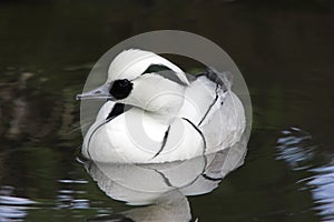 Smew - Mergus albellus