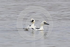 Smews swimming in the winter pond