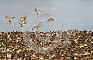 Smient, Eurasian Wigeon, Anas penelope photo