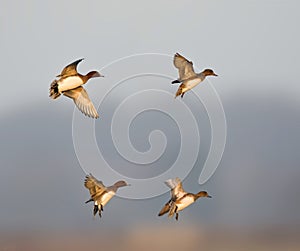 Smient, Eurasian Wigeon, Anas penelope photo