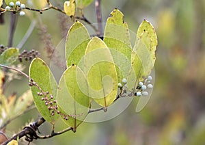 Smilax Laurel Leaf Greenbrier leaves and fruit in the fall in the Okefenokee Swamp Georgia