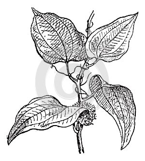 Smilax regelii or Sarsaparilla, vintage engraving photo