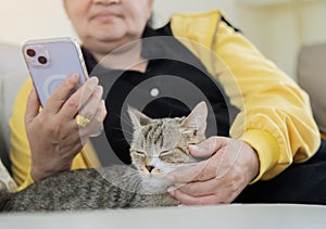 Smile active woman sitting home living room on sofa with cute tubby cat using mobile phone photo