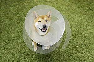 Smile breed Japanese Shiba inu cute dog wearing protective with cone collar on neck after surgery. closeup pet outdoor