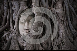 Smile Buddha head covered by tree root at wat Mahathat in Ayutthaya. Thailand