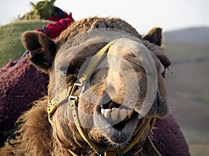 Smile Camel!