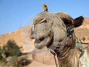 Smile of Camel