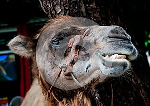 Smile camel