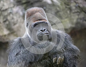 Smile of condescension from huge dominant male gorilla with an ironic look