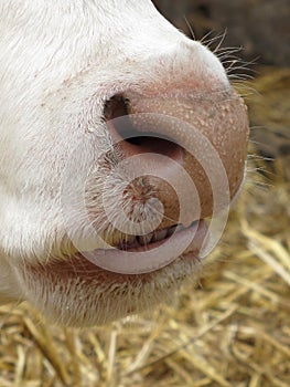 Smile cow. Detail of the muzzle and mouth of a cow.