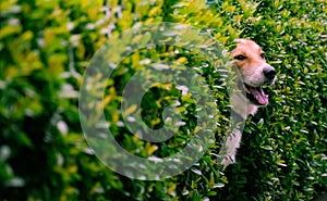 smile dog in the bushes fence.