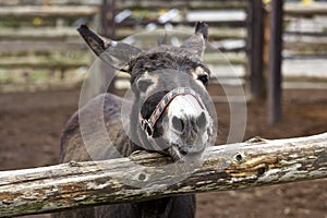 Smile of a donkey