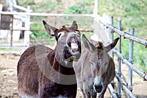 Smile of a donkey
