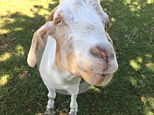 Smile from a goat