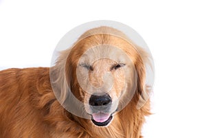 Smile golden retriever dog isolated