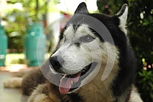 Smile and happy Siberian Husky dog