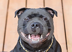 Smile on a happy staffordshire bull terrier dog