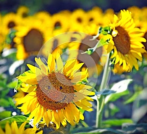 Smile of a sunflower, a field of yellow sunflowers