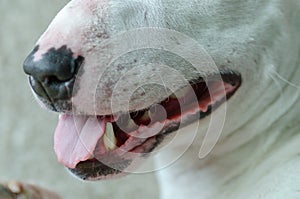 The smile of a white bull terrier. Close-up.