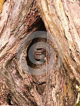 The smiley buddha face in the tree root, Ta prohm temple, Siem Reap