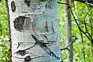 Smiley Face Carved into Aspen Tree Trunk