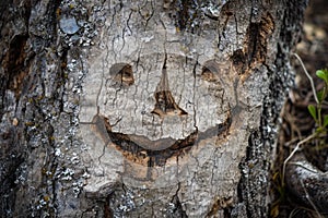 A smiley face carved into a tree trunk, AI