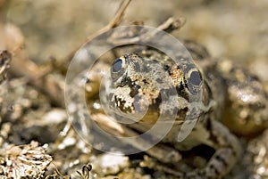 Smiley faced frog