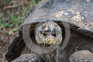 Smiley Giant Tortoise - Chelonoidis nigra