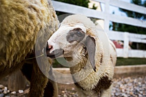 Smiley Lamb