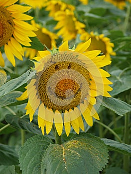 Smiley Sunflower