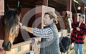 Smiling adult male cleaning head of brown horse with brush in horseriding club