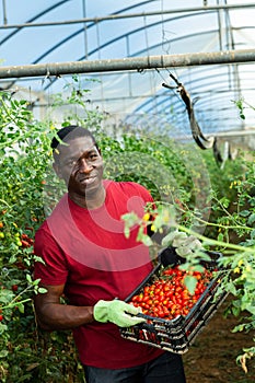 Smiling aframerican farmer harvesting red grape tomatoes in hothouse