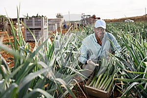 Smiling agriculturist with crate of leek on vegetable plantation