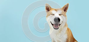 Smiling akita dog with happy expression. and closed eyes. Isolated on blue colored background